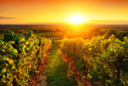 Manchons et gaines de protection pour la viticulture
