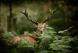 Conseils pour la protection des plants